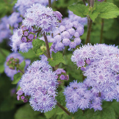 Tall Blue Planet Ageratum