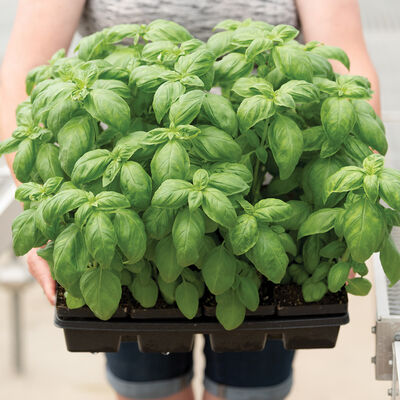 Prospera® DMR (PS5) Basil