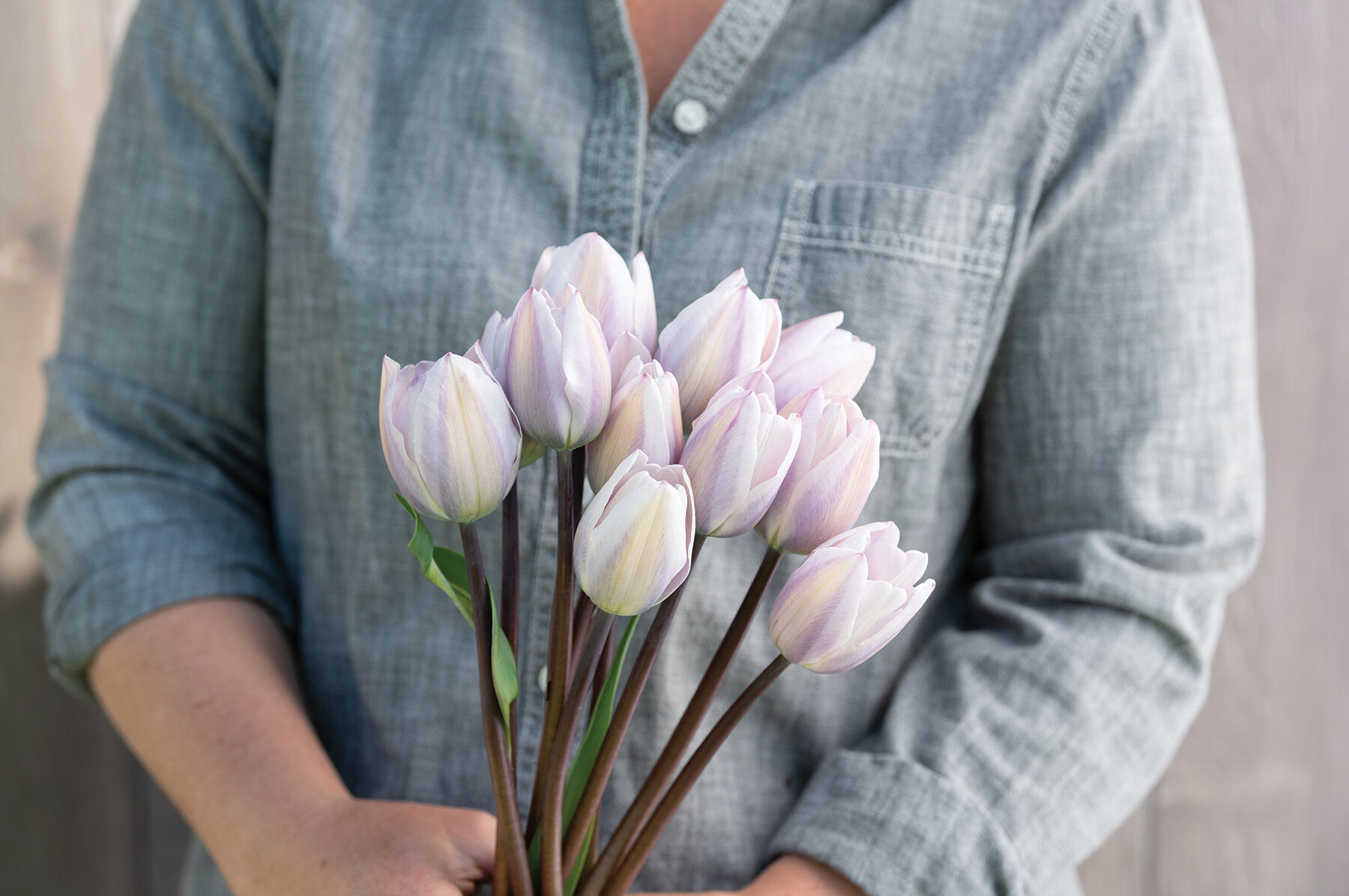 Silver Cloud Tulips