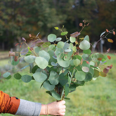 Silver Plate Eucalyptus