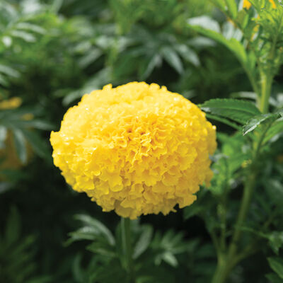 Coco™ Yellow African Marigolds