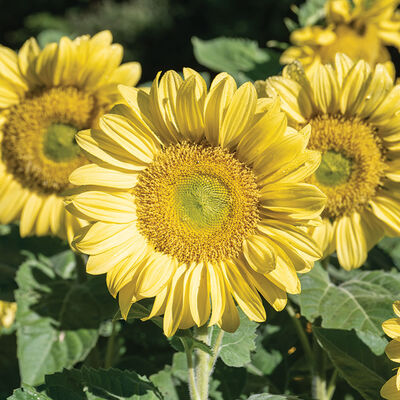 ProCut® Lemon Lite Tall Sunflowers