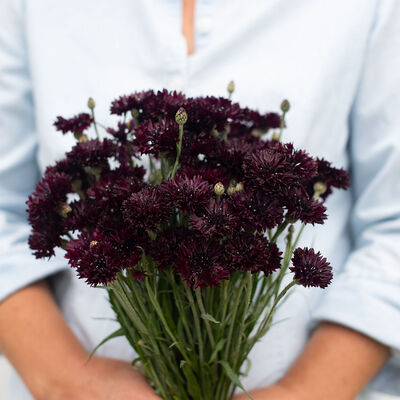 Black Button Centaurea (Bachelor's Button)