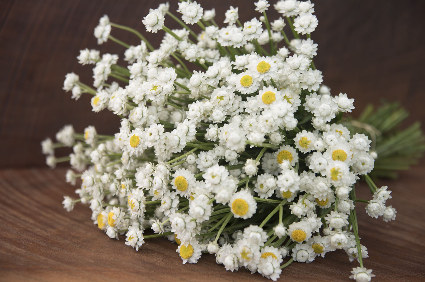 Winged Everlasting Ammobium