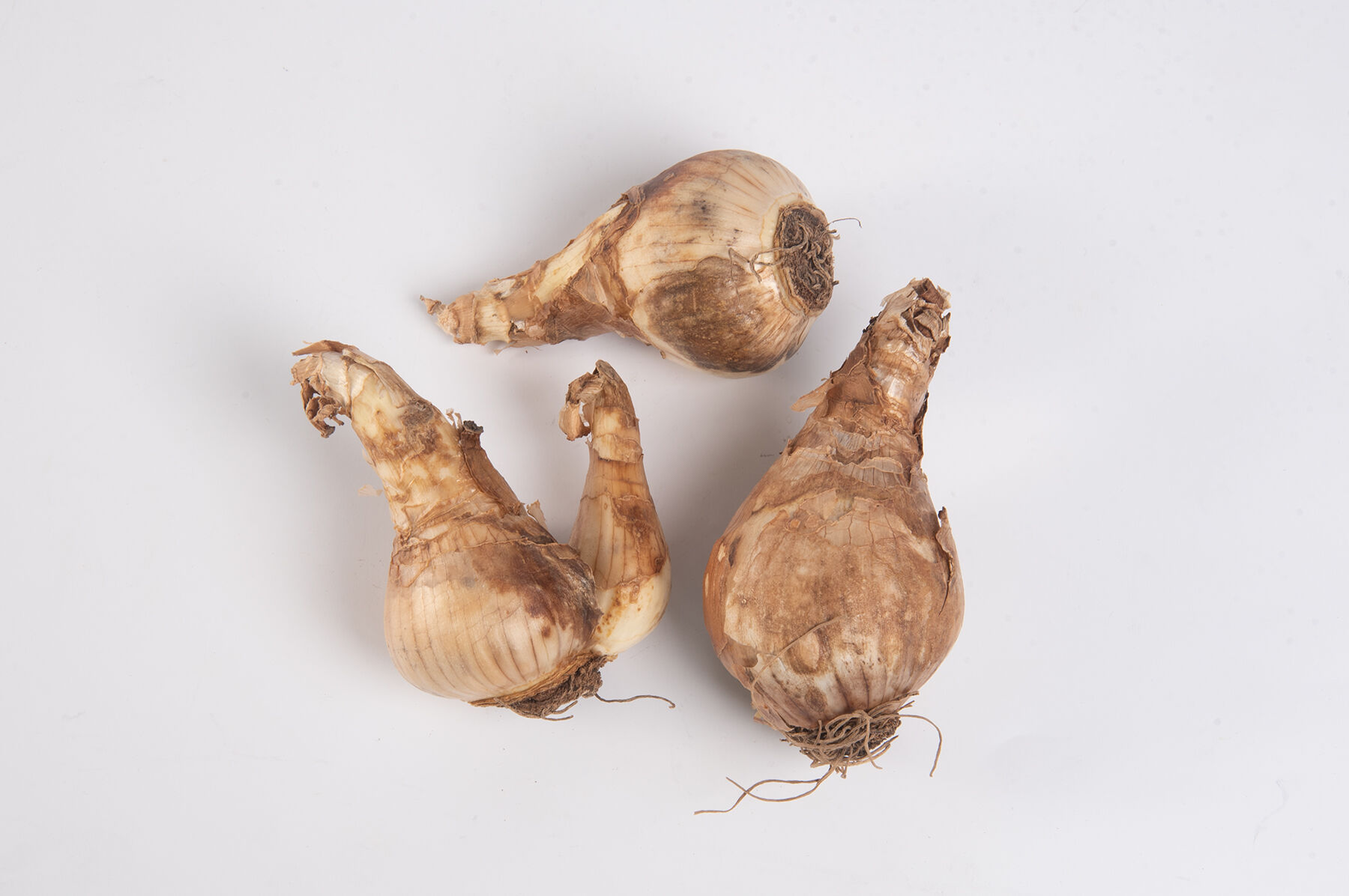 Cheerfulness Narcissus