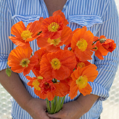 Champagne Bubbles Orange Poppy