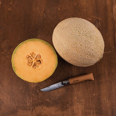 Triton Cantaloupe (Muskmelon)