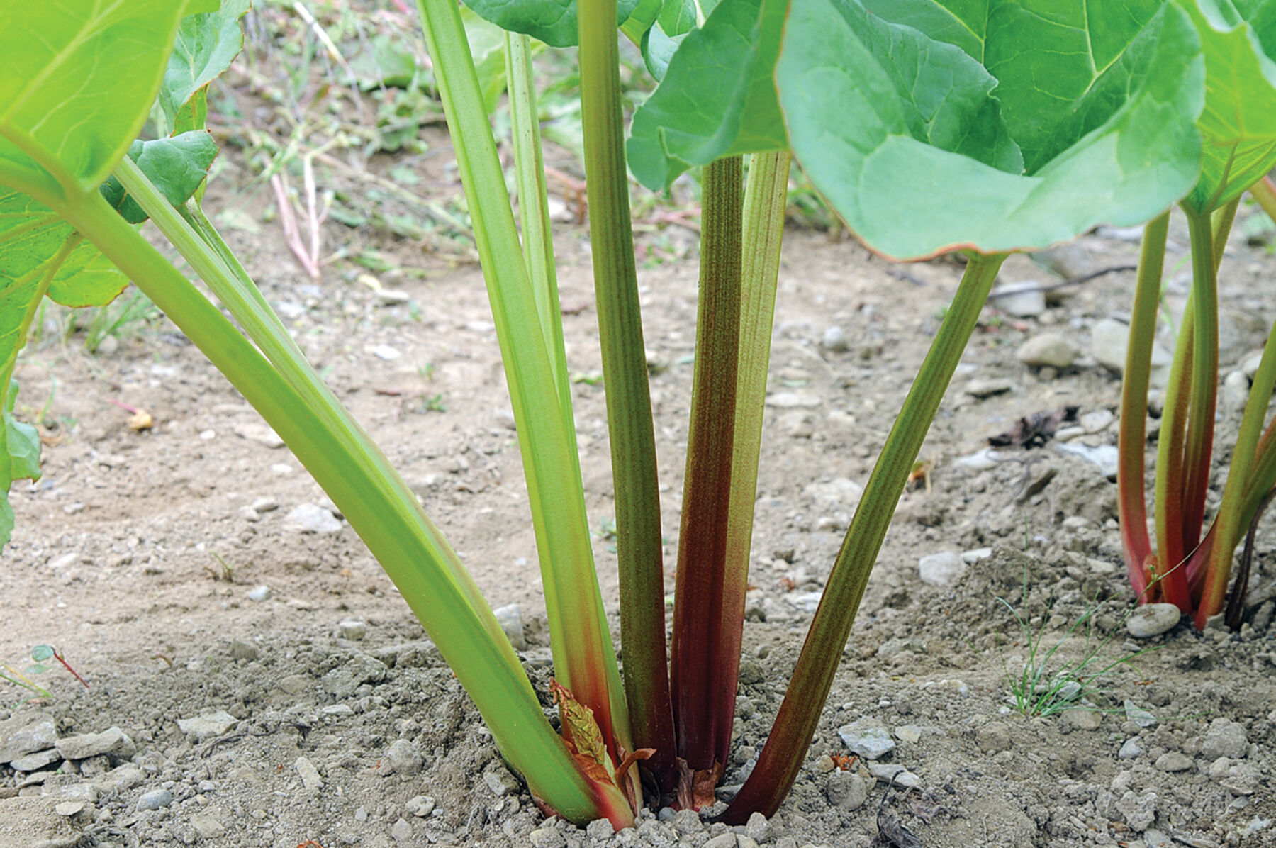 Victoria Rhubarb