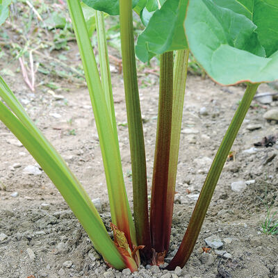 Victoria Rhubarb Seeds