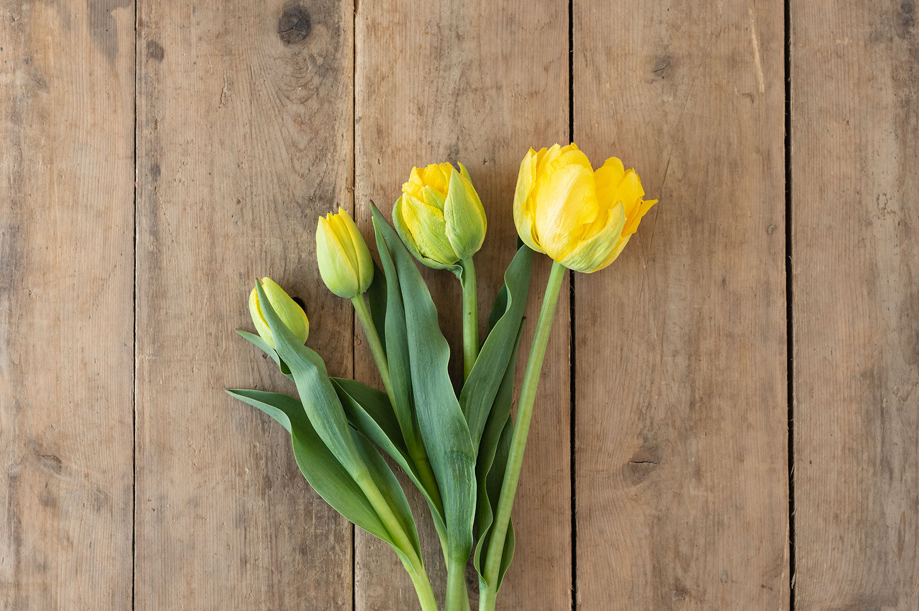 Marie Jo Tulips