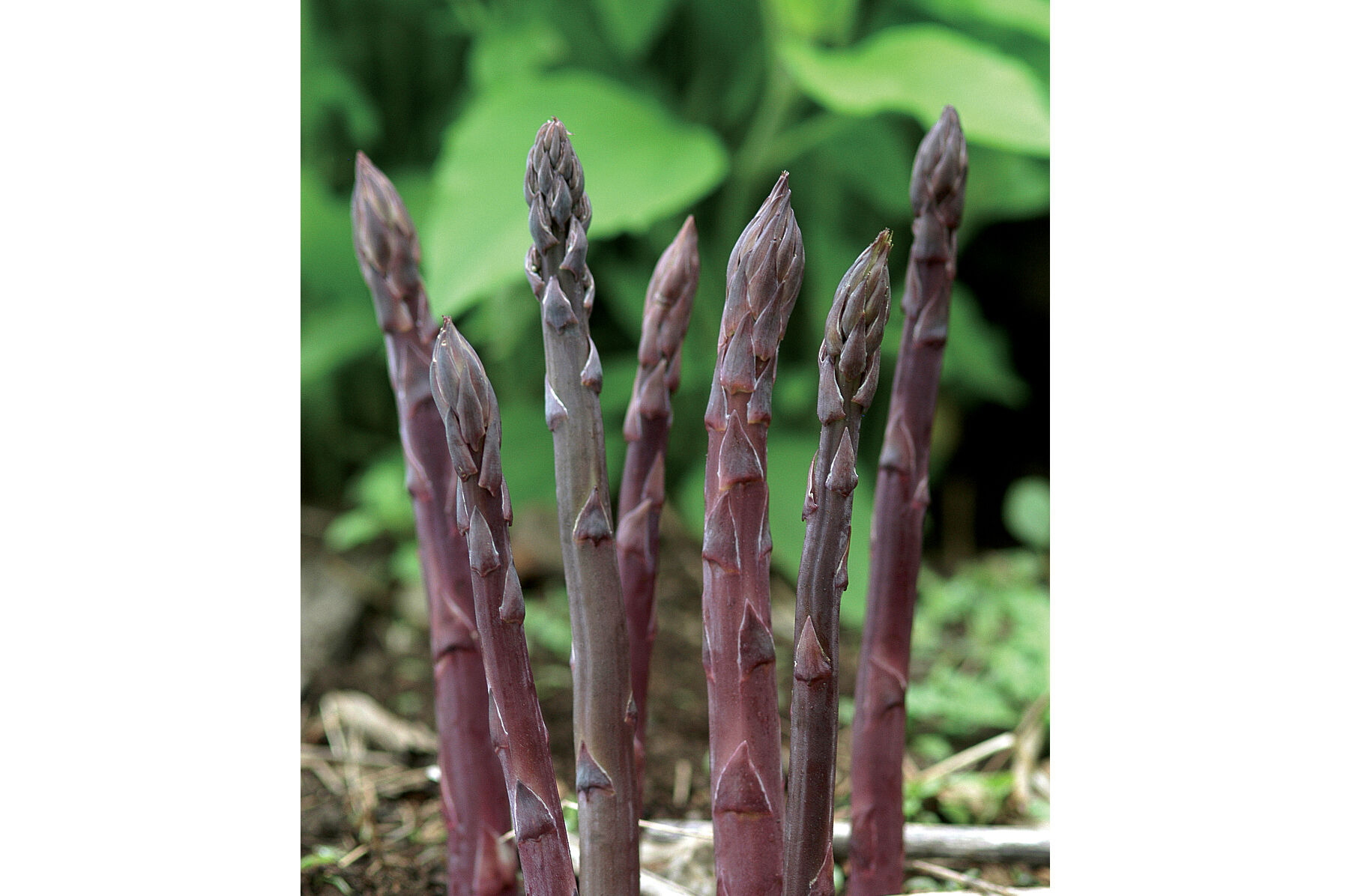 Purple Passion Asparagus