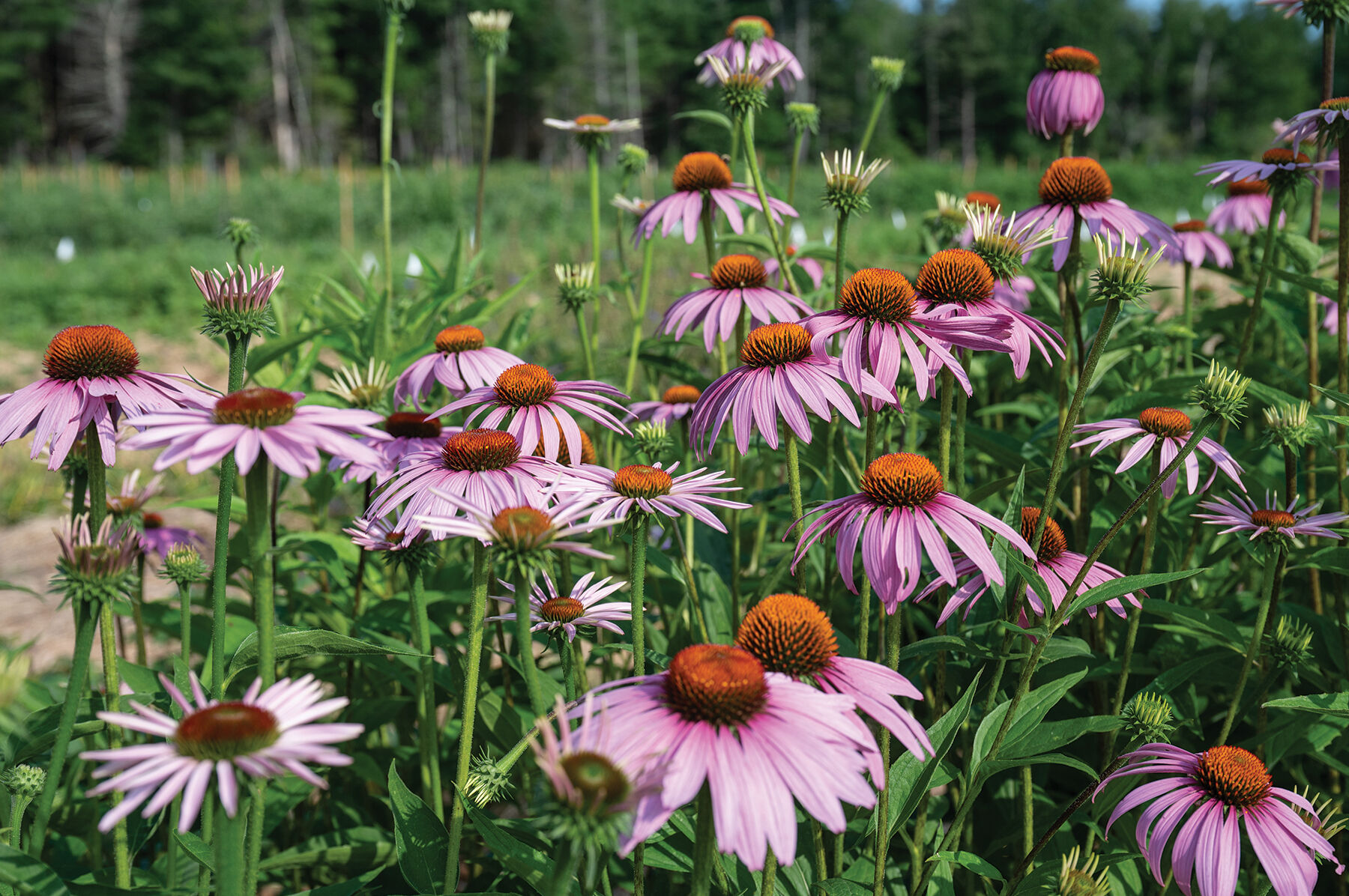 Echinacea purpurea Echinacea (Coneflower)