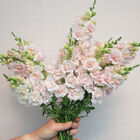 Double Frappe Light Pink 2 Cool Season (Groups 1–2)