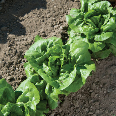 Buttercrunch Bibb Lettuce