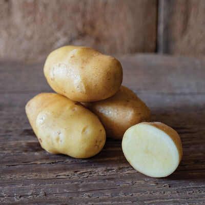 German Butterball – Early Ship Potatoes