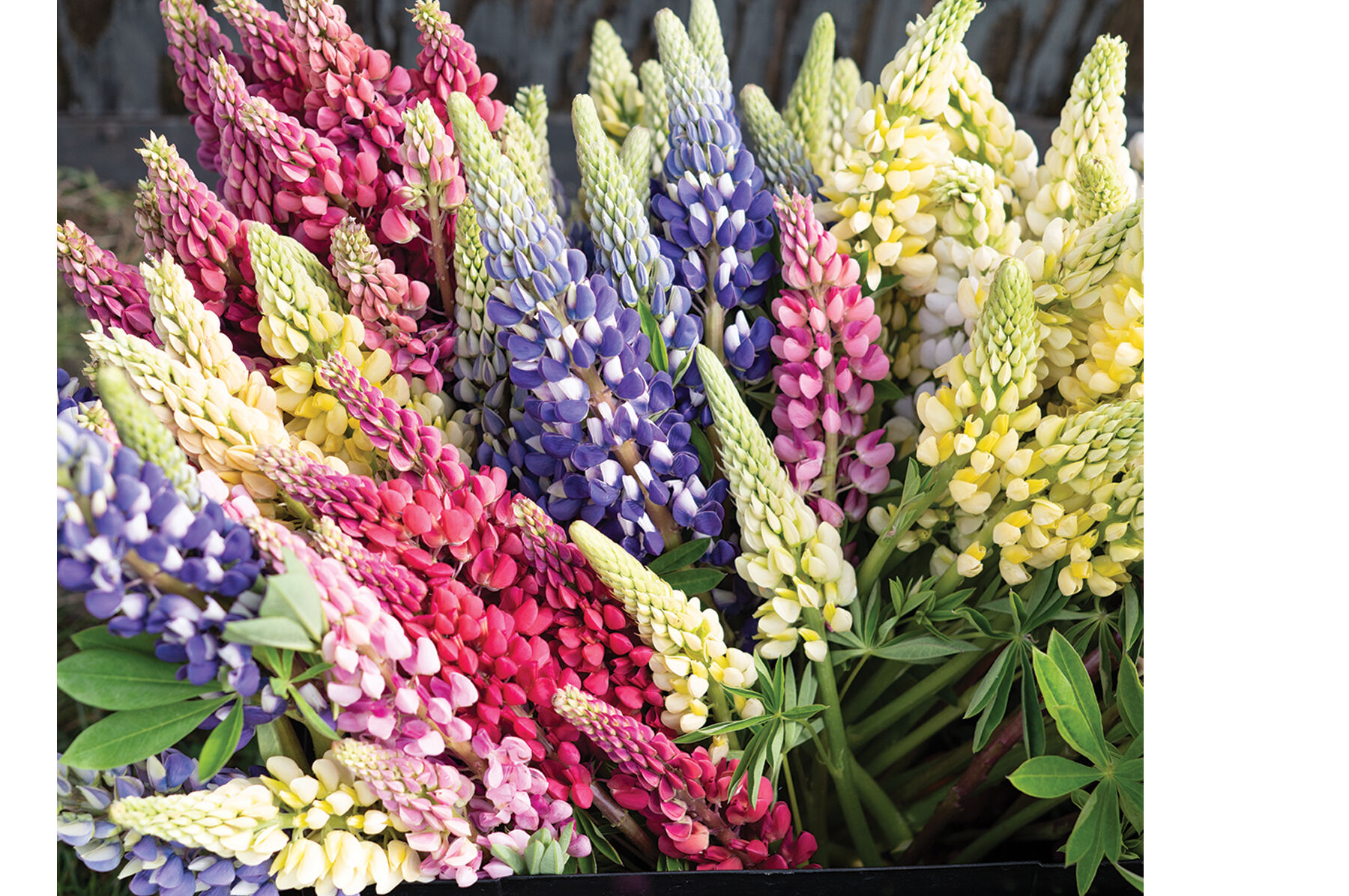 Russell's Formula Mix Lupine