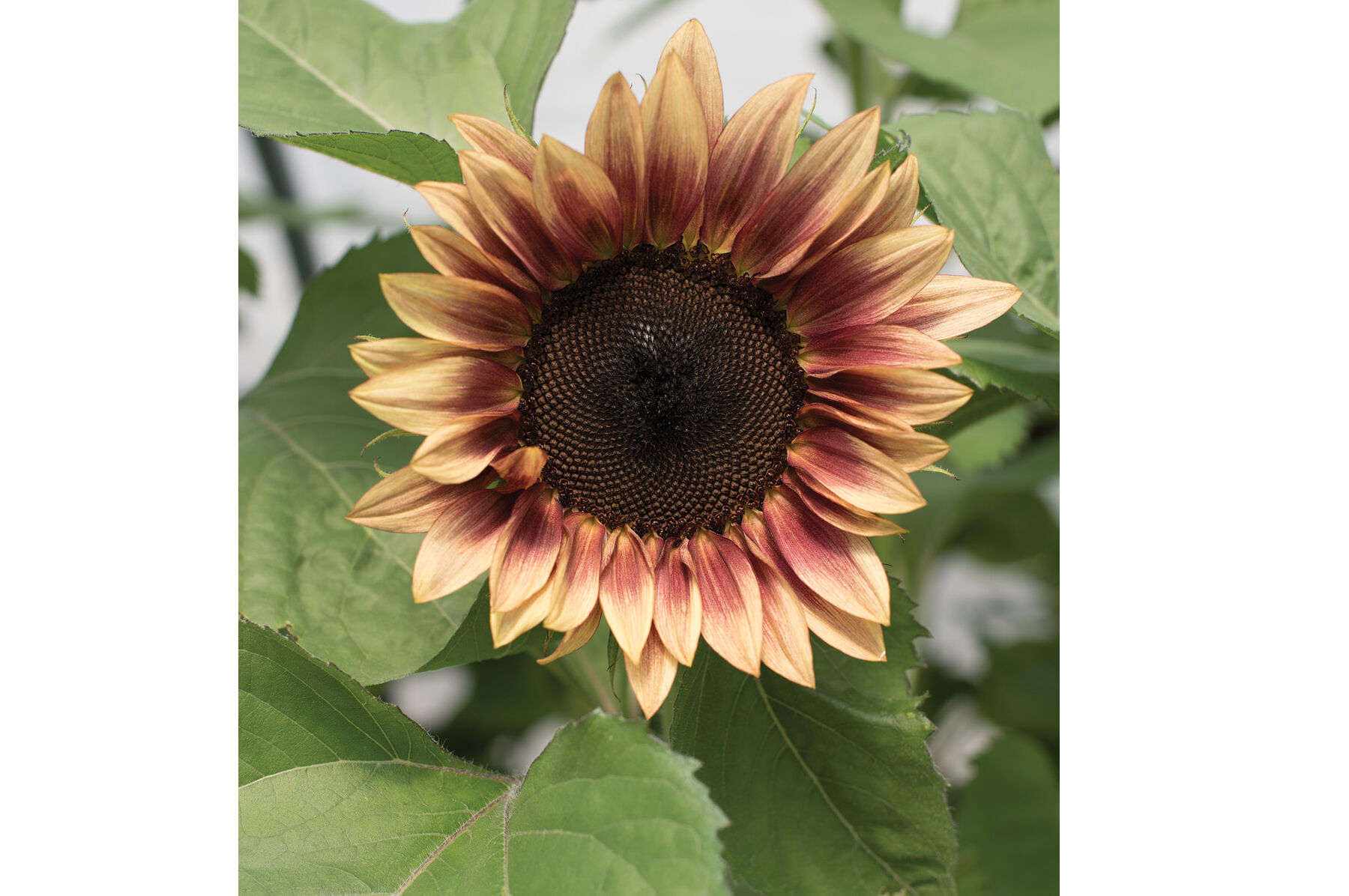 ProCut&reg; Plum Tall Sunflowers