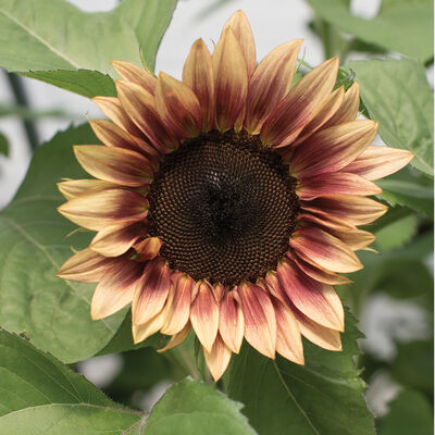 ProCut® Plum ProCut® Plum Tall Sunflowers