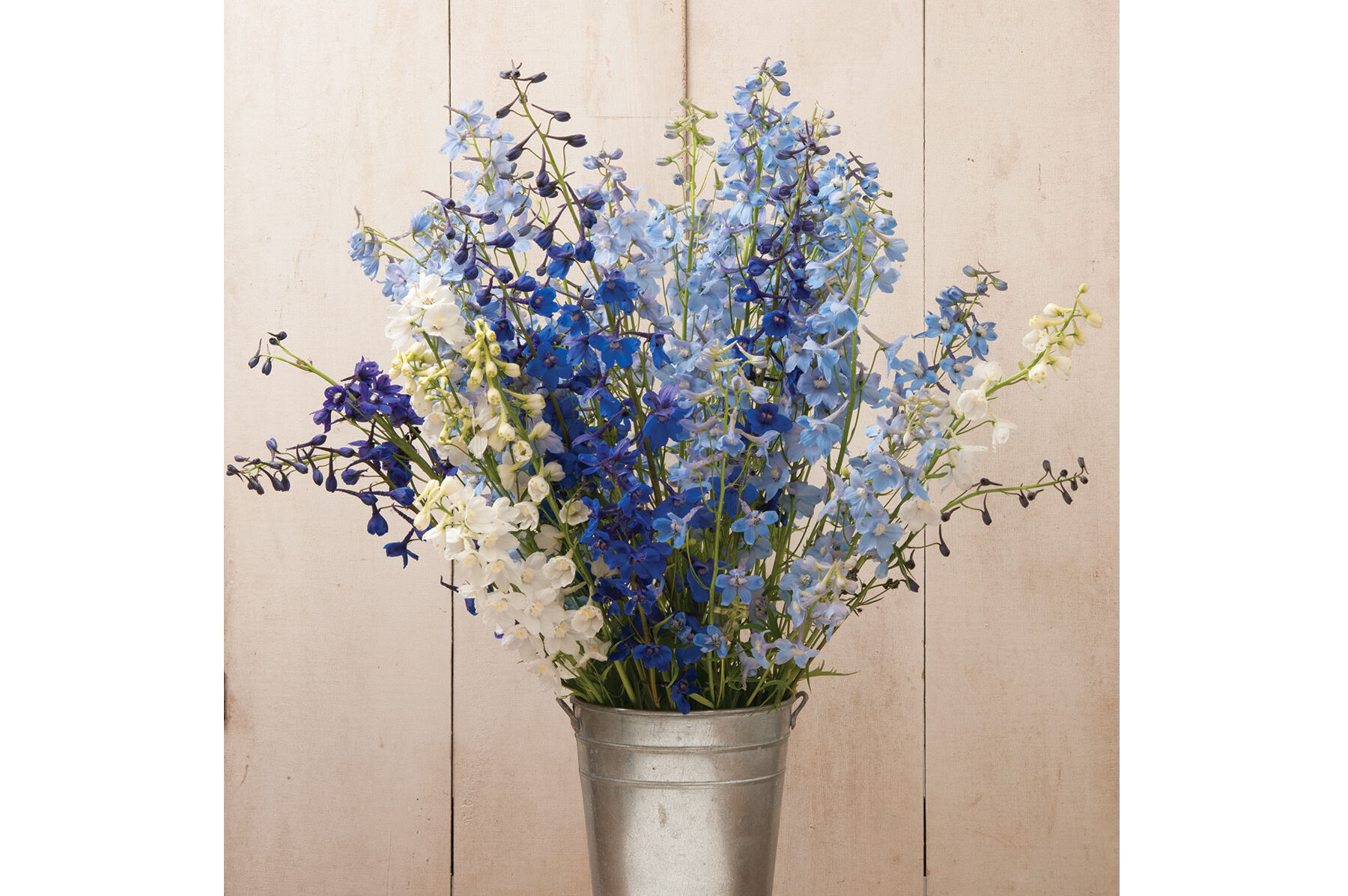 Belladonna Mix Delphinium