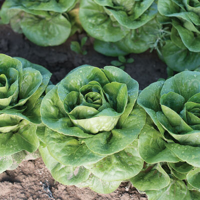 Newham Bibb Lettuce