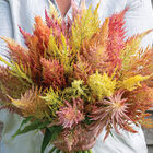 Shimmer Celosia