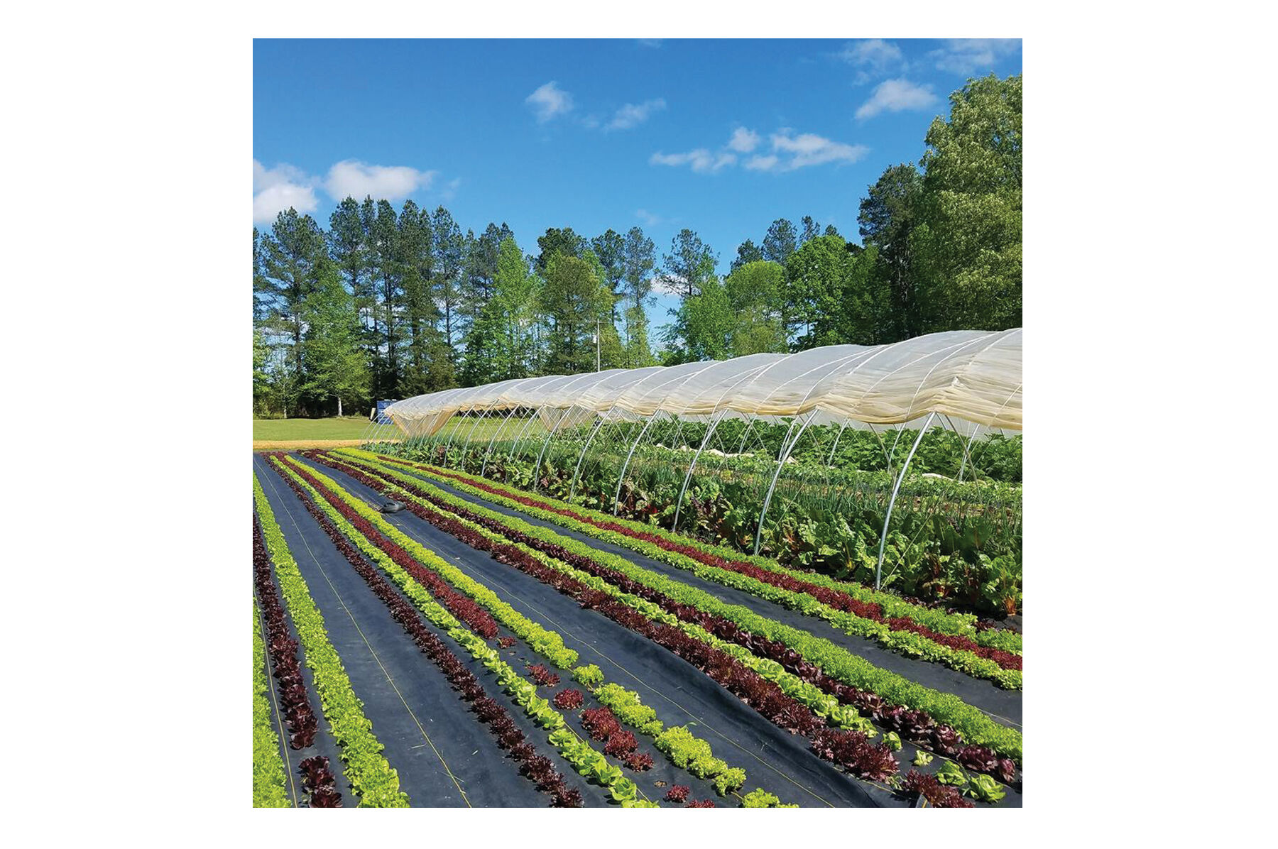 Sunbelt Black Ground Cover &ndash; 3' x 50' Fabric Mulch