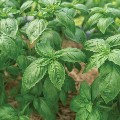 Noga Prospera® Active DMR Genovese Basil