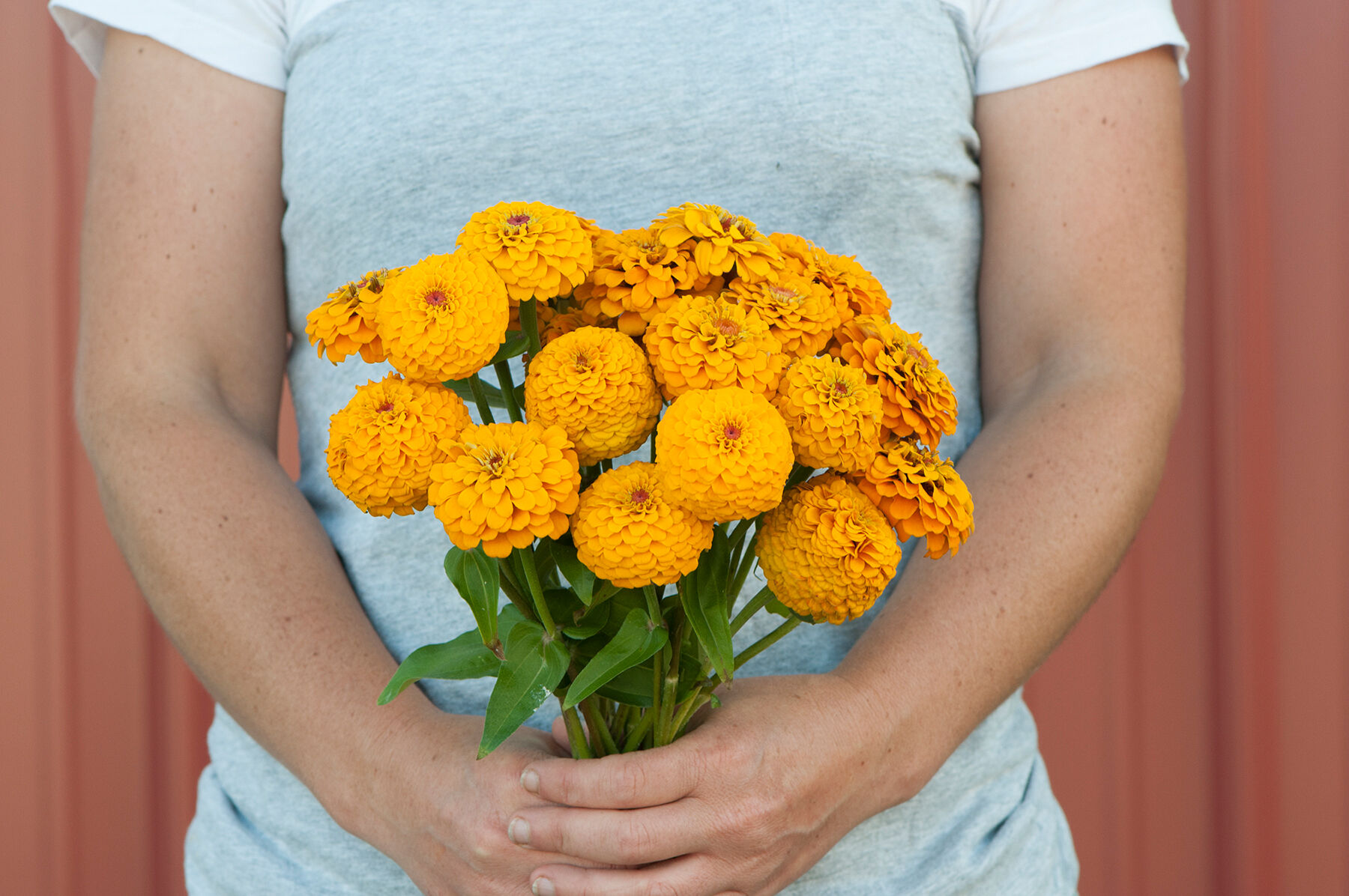 Oklahoma Golden Yellow Oklahoma Series