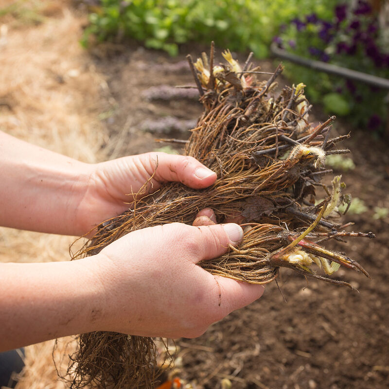 Jewel &ndash; Spring-Planted Strawberry Bare-Root Plants