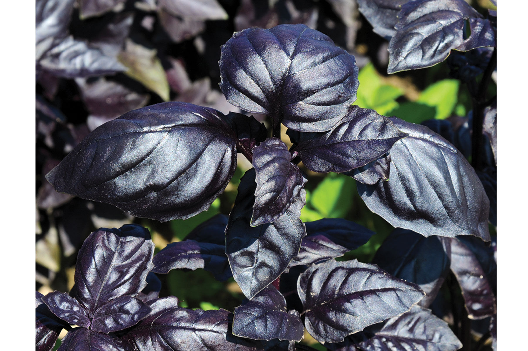 Amethyst Improved Purple Basil