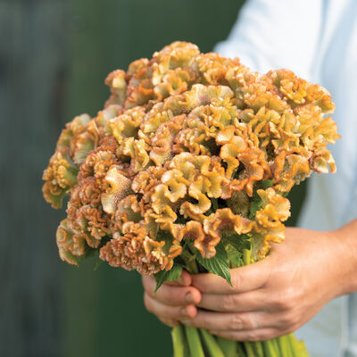 Crystal Beauty Celosia