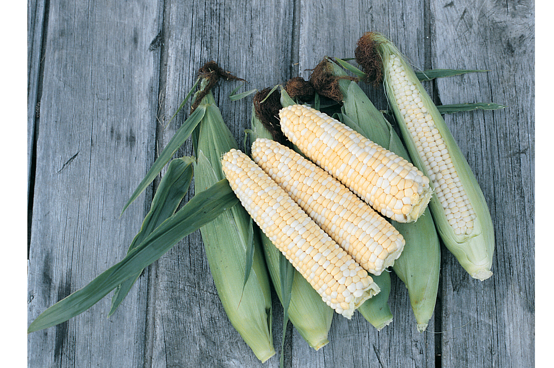 Double Standard Sweet Corn