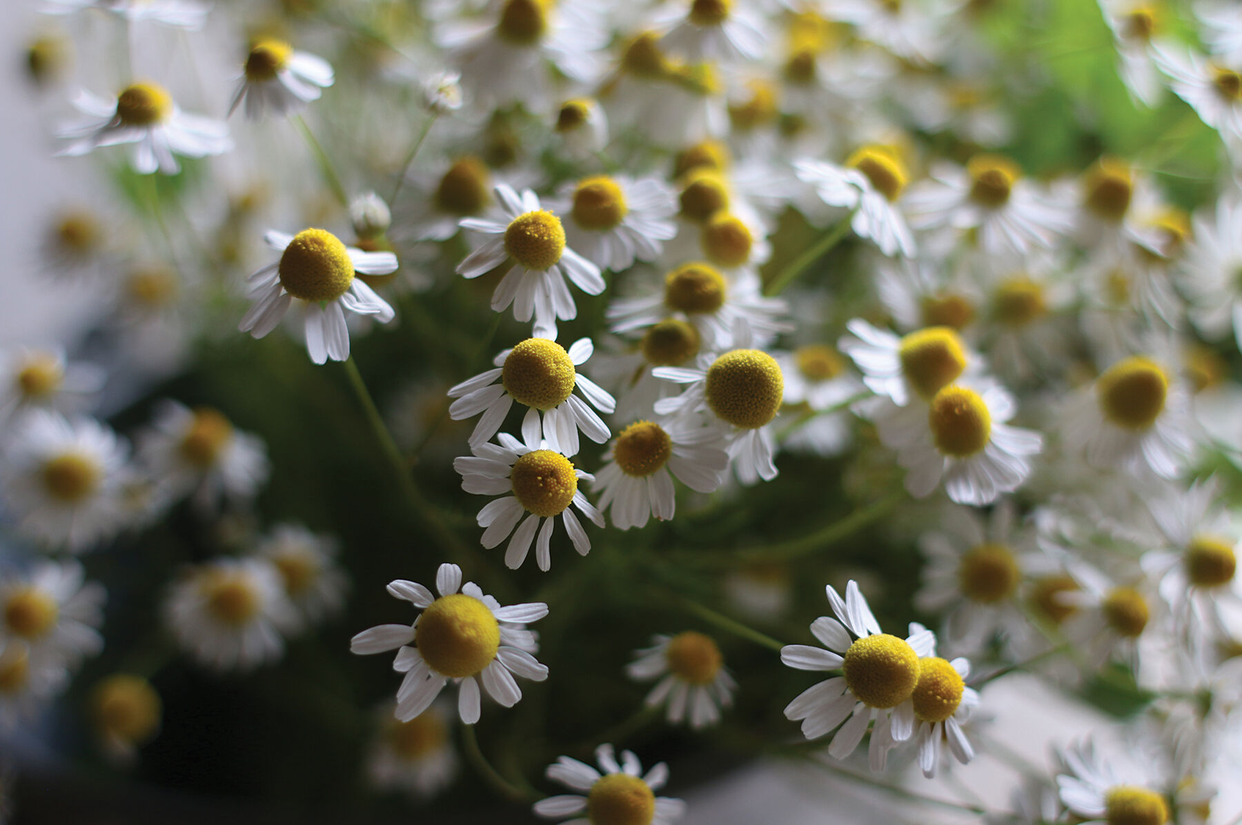 Common Chamomile Chamomile