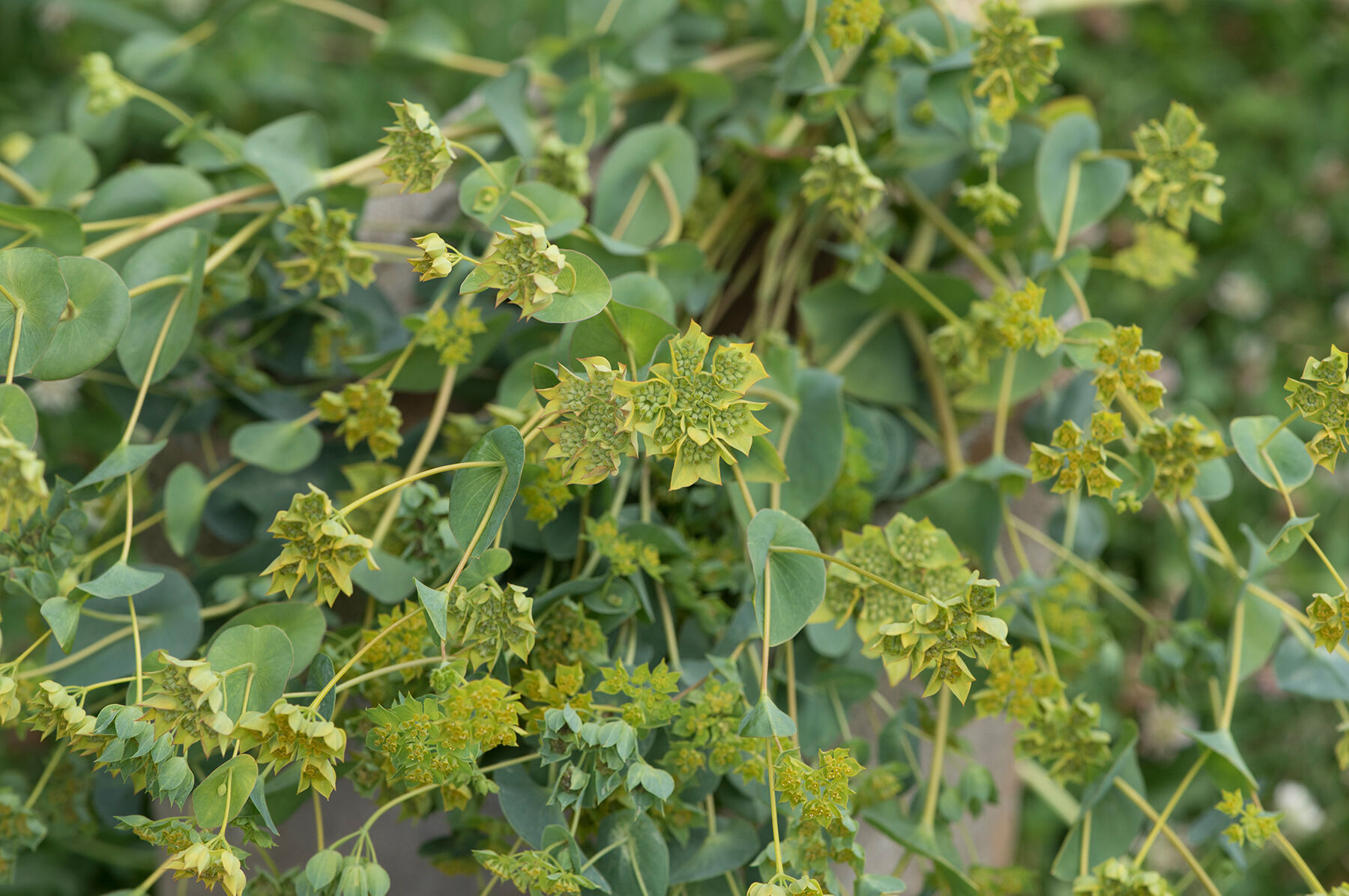 Green Gold Bupleurum