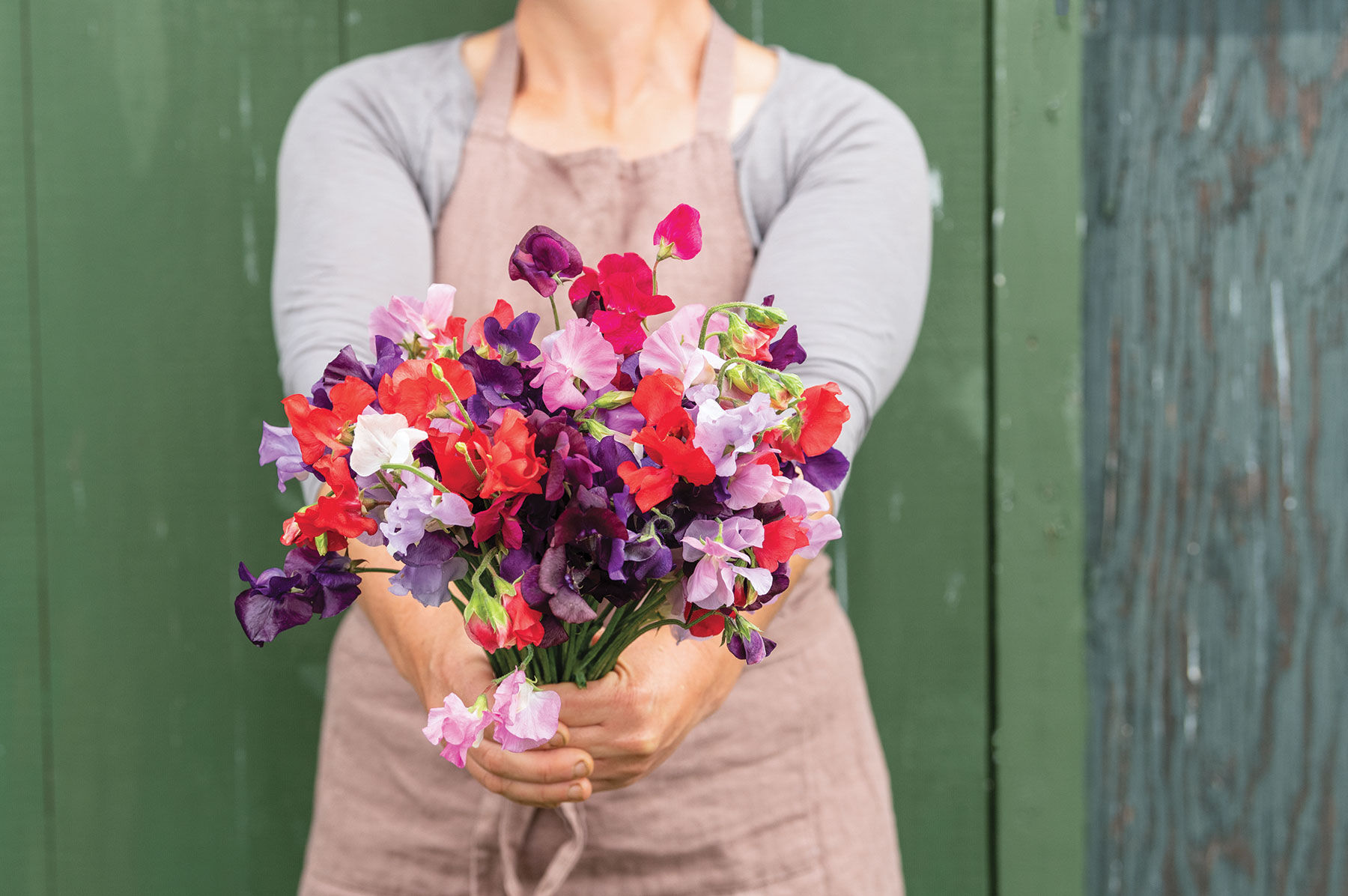 Royal Mix Sweet Peas
