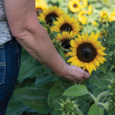 Orange Hobbit Dwarf Sunflowers