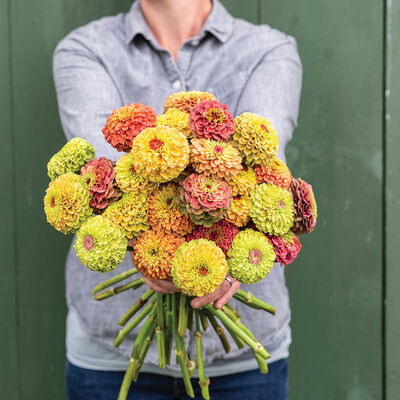 Queeny Formula Mix Zinnias