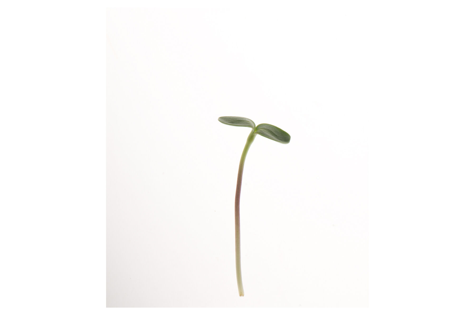 Sunflower, Black Oil Shoots