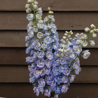 Guardian Lavender Delphinium