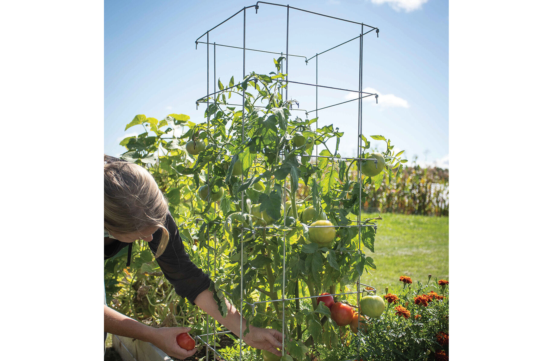 Tomato Cages &ndash; 48" Cages & Fences