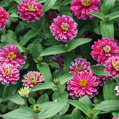 Double Zahara™ Raspberry Ripple Zinnias