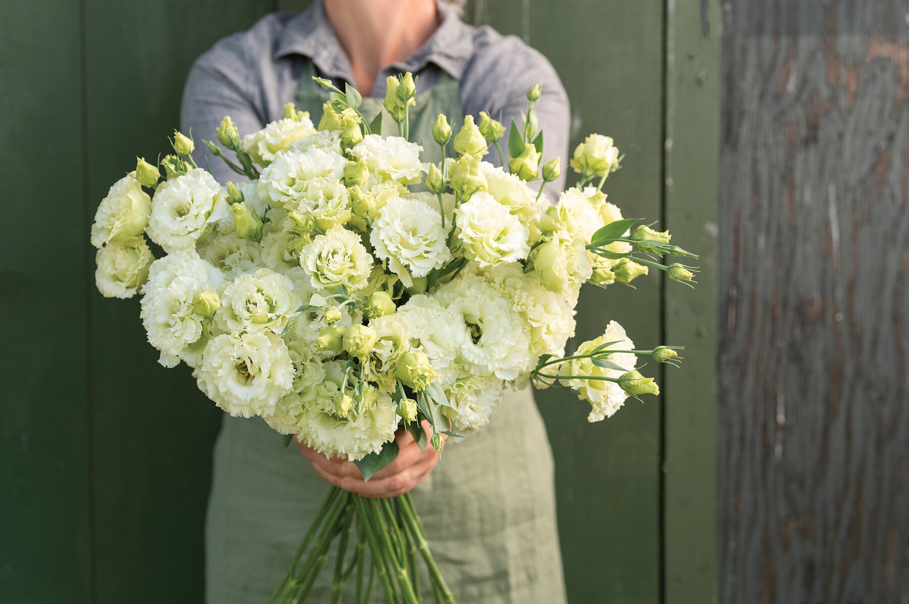 Voyage 2 Green II Voyage 2 Series