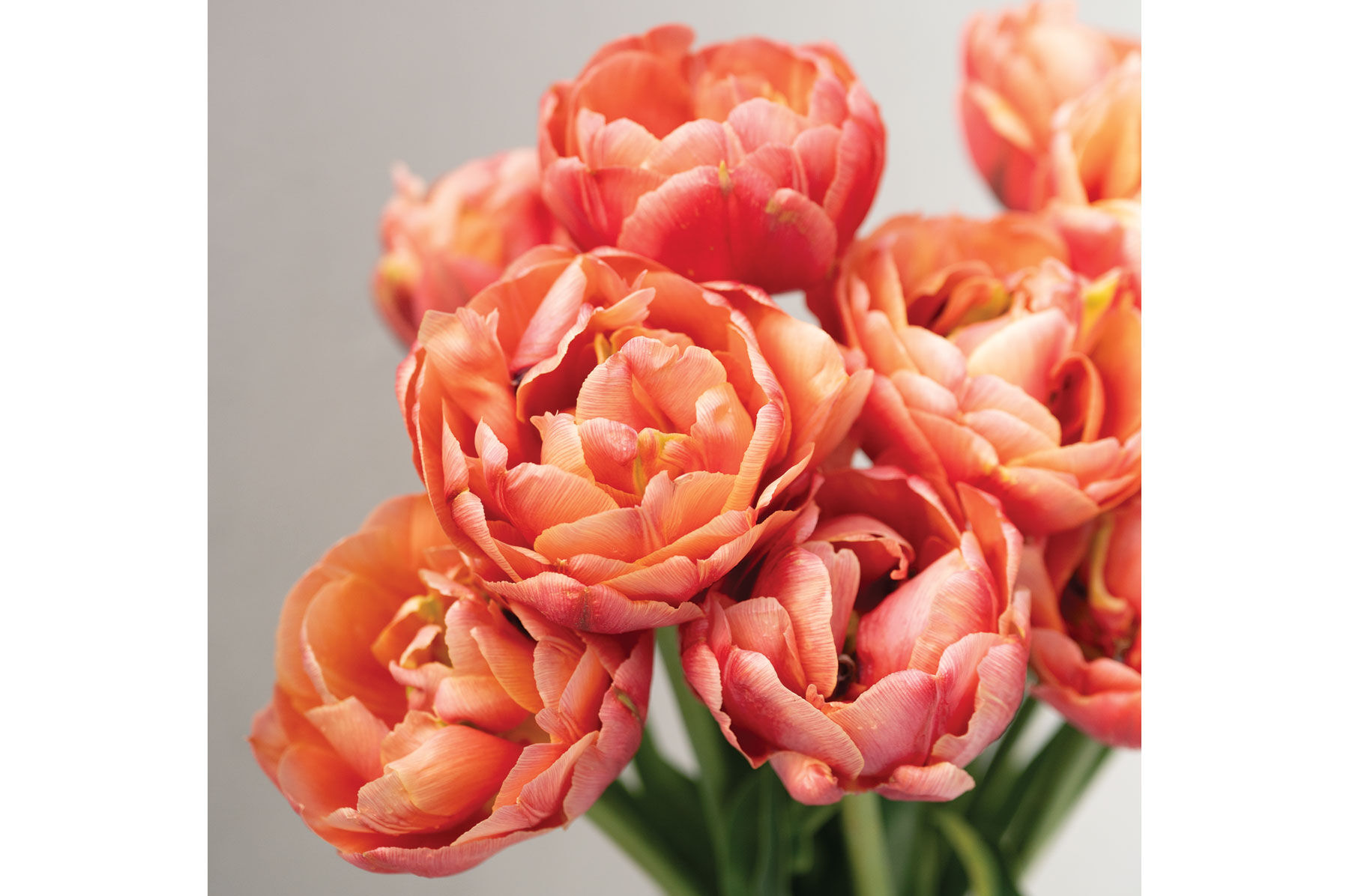 Copper Image Tulips