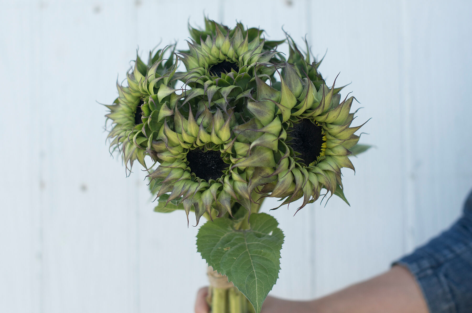 SunFill&trade; Purple Tall Sunflowers