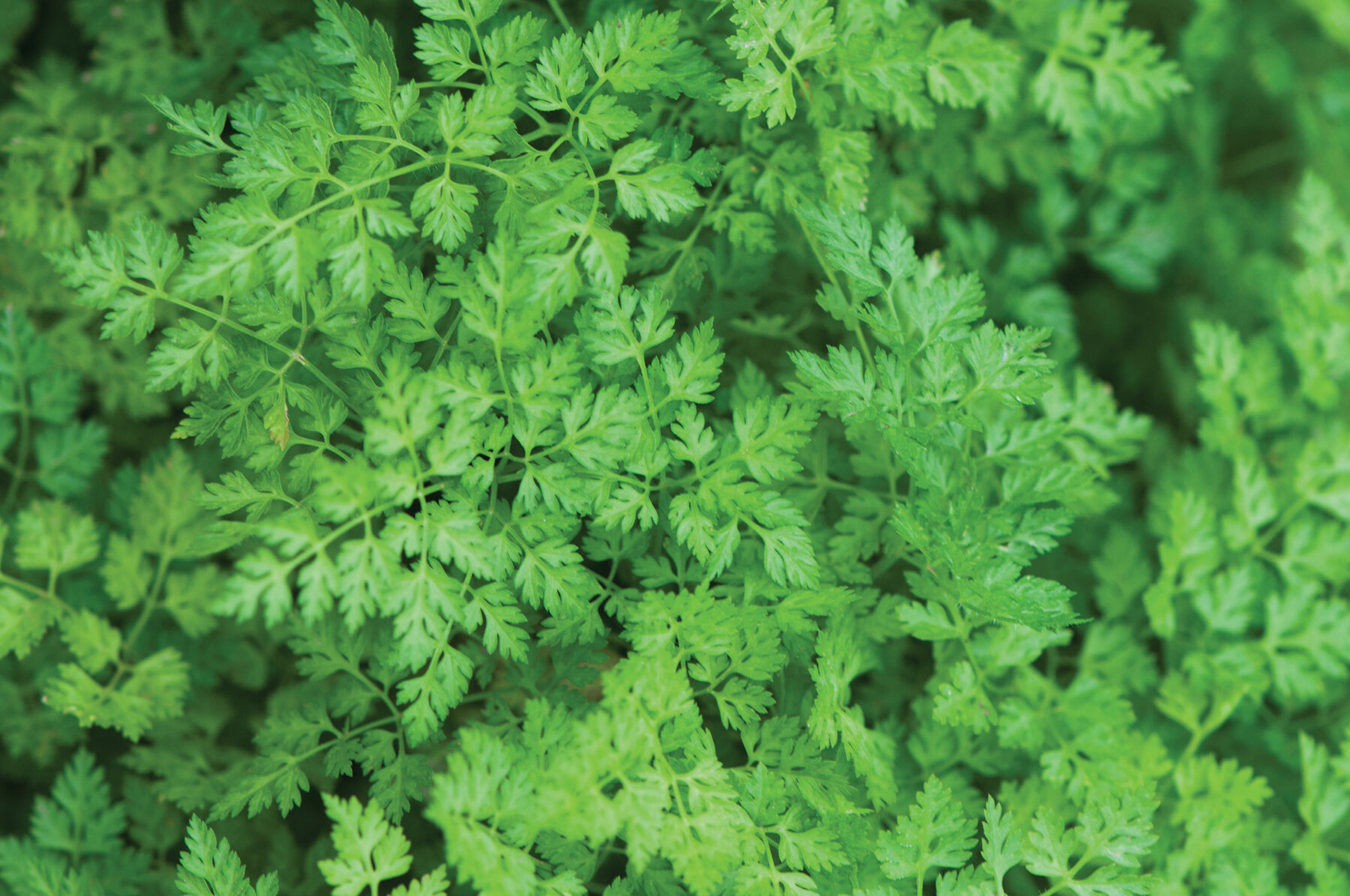 Vertissimo Chervil