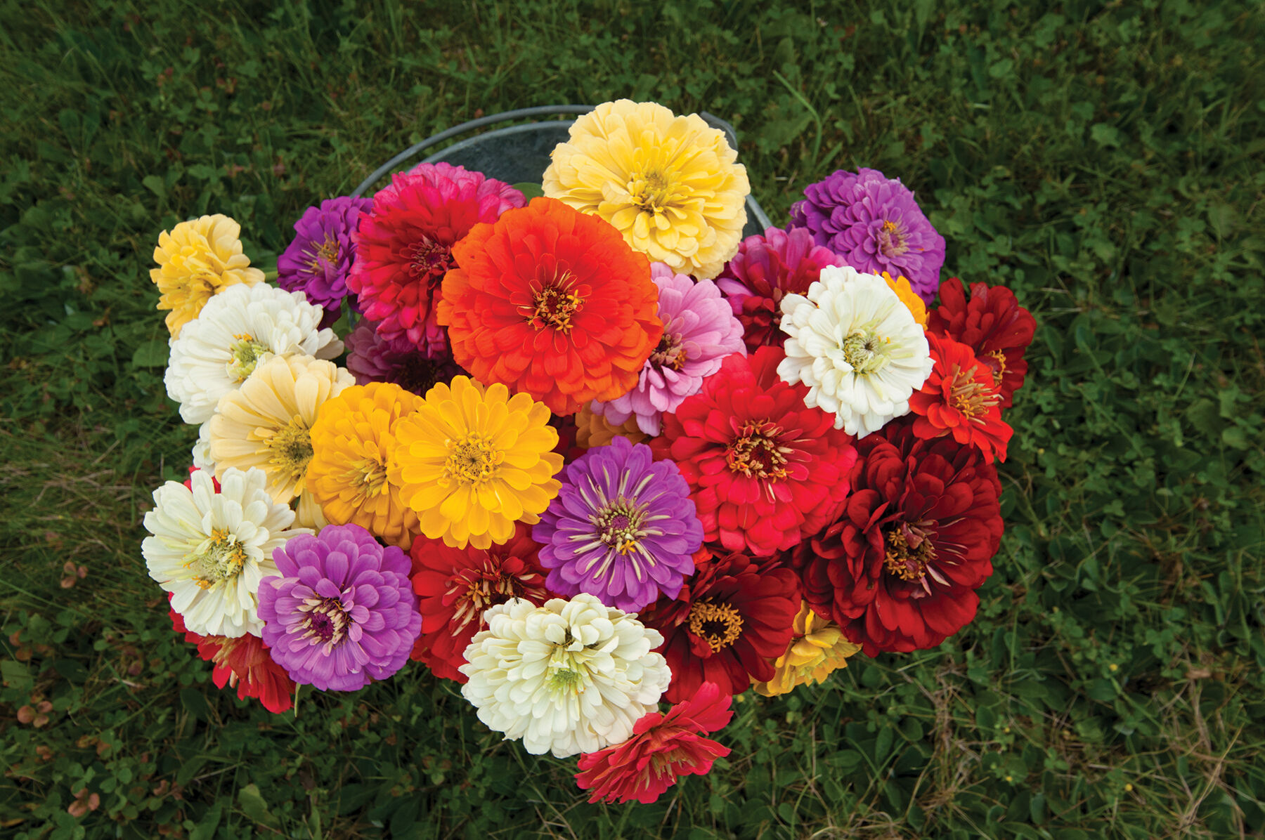 Giant Dahlia Flowered Mix Zinnias