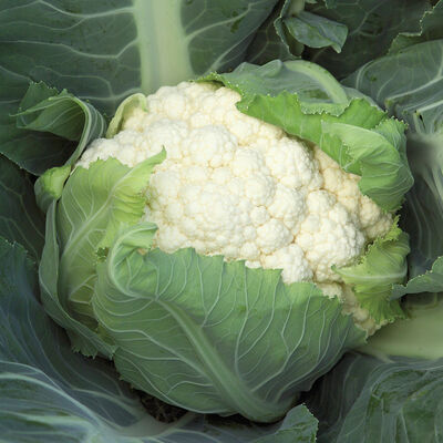 Bishop Standard Cauliflower