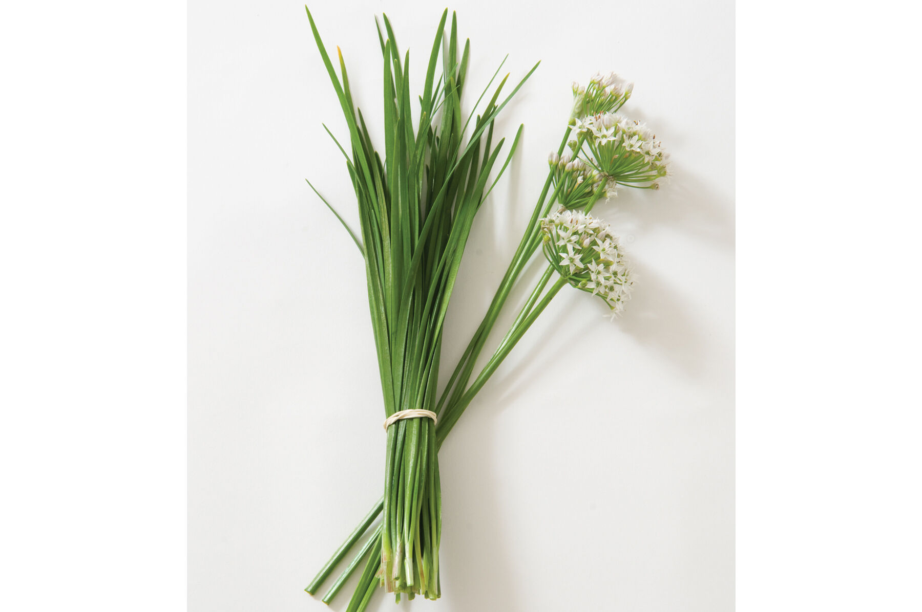 Chinese Leeks/Garlic Chives Chinese Leeks (Garlic Chives)