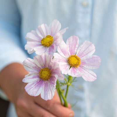 Versailles Flush Cosmos