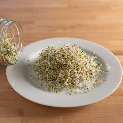 Alfalfa Sprouts